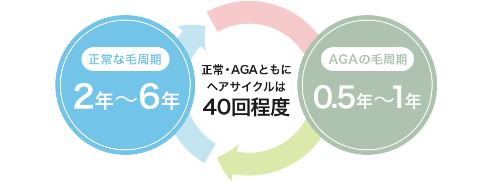 毛髪のサイクル