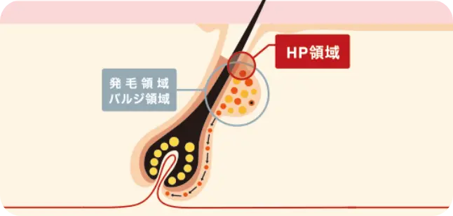 HP領域図