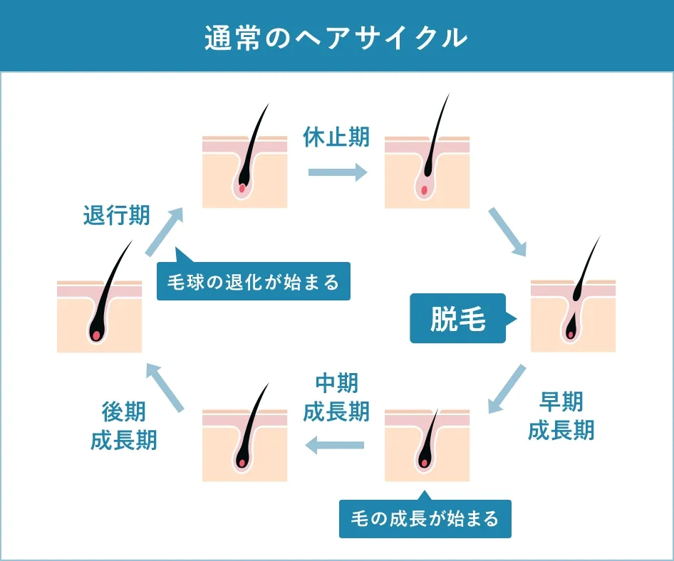 通常のヘアサイクル